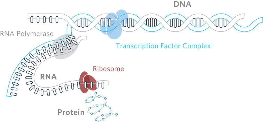 Эпигенетика систем арт. Эпигенетика. Genetics proposal, epigenetics Disposal.