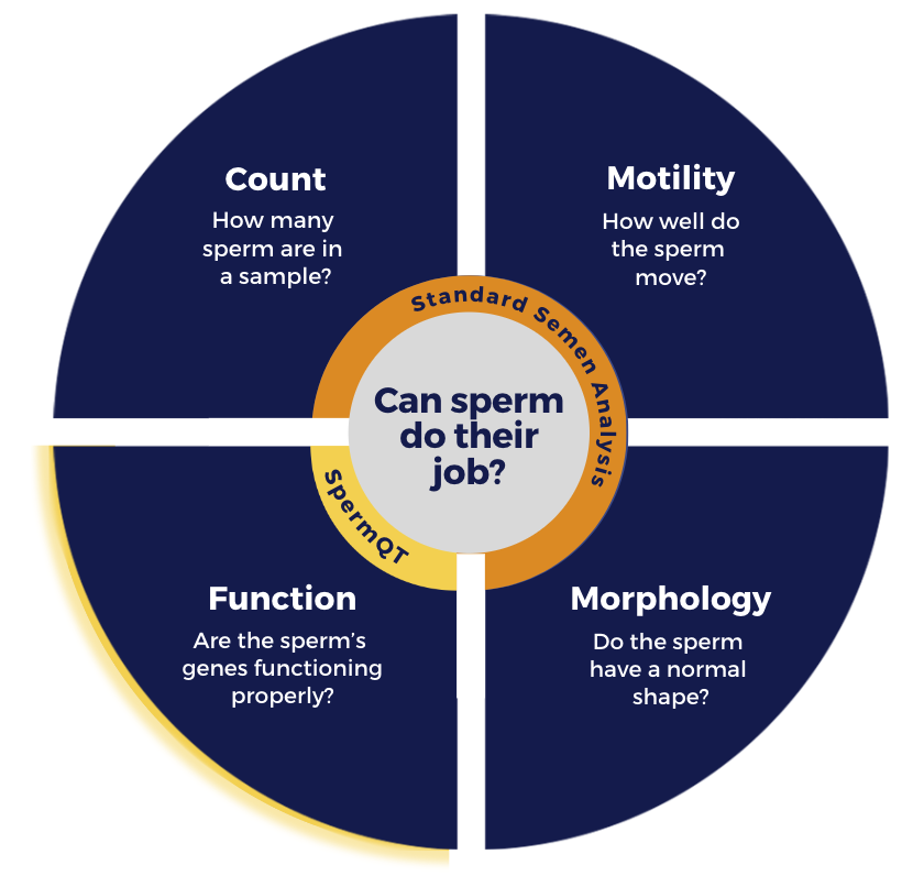 SpermQT measures sperm function